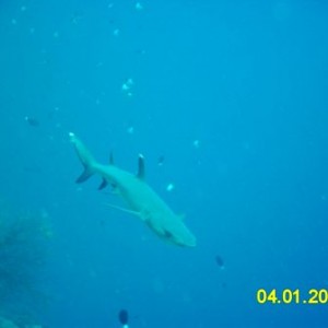 Blue Corner Shark