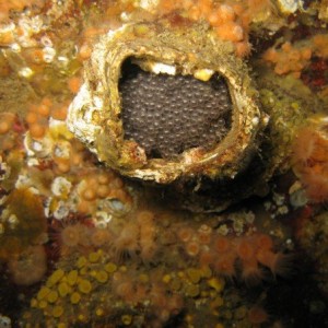 Barnacle with eggs inside