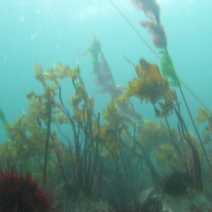Kelp Garden