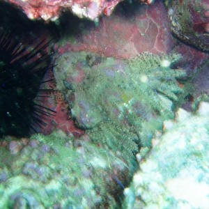 pictures while diving