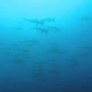 Large School of Hammerhead Sharks