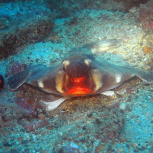 Red Lipped Bat Fish