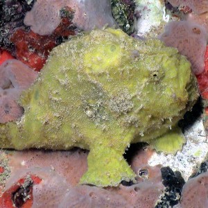Yellow Frogfish in St. Croix