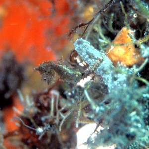 japanese pygmy seahorse