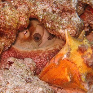 octopus eye