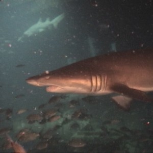 Sand Tiger Shark - The Aeolus, NC