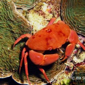 Round Crab