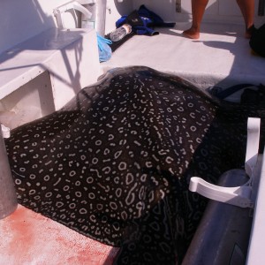 Spotted Eagle Ray on Boat