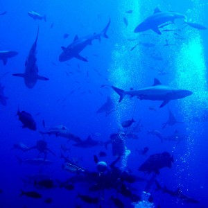 Shark Feed - Osprey Reef on Spirit of Freedom 2005