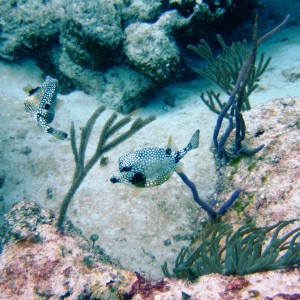 A pair of trunkfish - Cozumel
