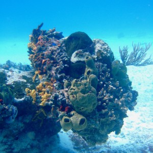 Reef Scene - Cozumel