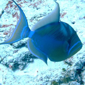 Queen Triggerfish - Cozumel