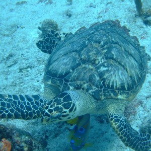 Turtle - Cozumel