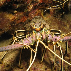 Lobster detail