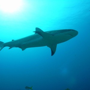 Shark Dive - Roatan '07