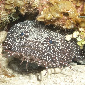 Toadfish - Belize '07