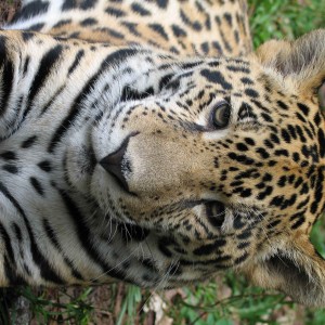 Junior the Jaguar - Belize City Zoo '07