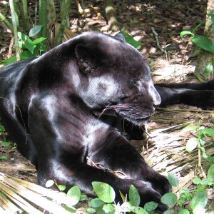 Black Jaguar at the Belize Zoo '07