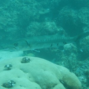Barracuda in Grenada 2006