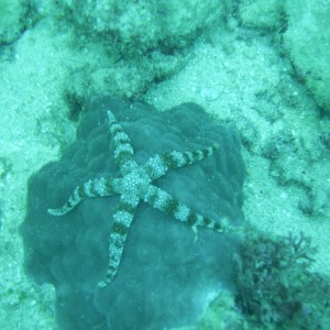 Starfish at Kadena steps