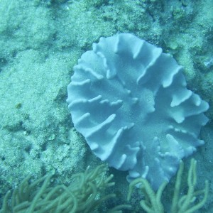 Coral life at Kadena