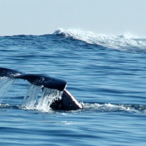 Whale tail, Monterey, California