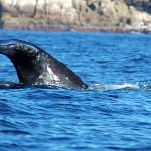 Whale tail, Carmel Bay, California