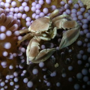 Porcelain Crab (Neopetrolisthes maculosus)