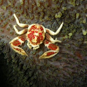 Porcelain crab (Neopetrolisthes maculosus)