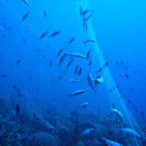 Large gill net snagged on Maasim reef