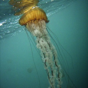 Sea Nettle at Surface