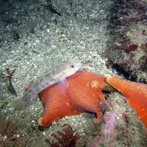 Goby on starfish