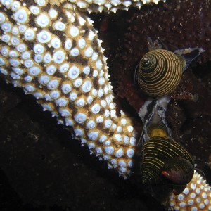 Pair of snails and Starfish