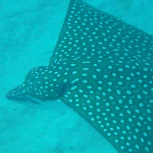 Spotted Eagle Ray Little Cayman
