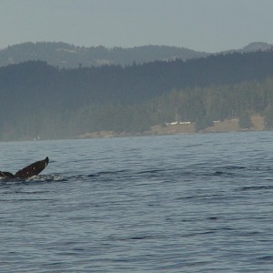 Humpback Whale Victoria, BC