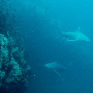 Sharks Thailand