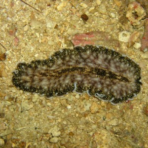 Acanthozoon sp. flatworm