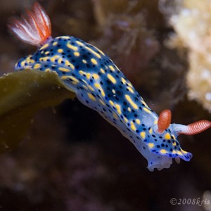 Hypselodoris infuctata in the weed