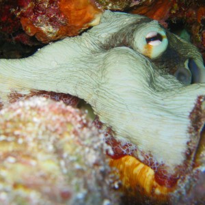 Cozumel octopus