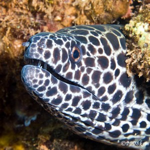 spotty eel
