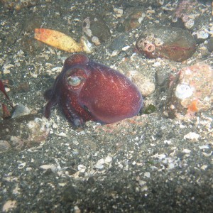 Is it a stubby squid or a cuttlefish?