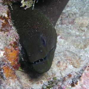 Moray eel - Tikehau