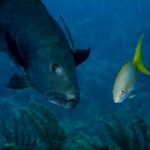 grouper and yellowtail friend