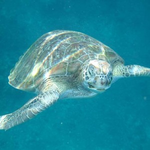 Turtle Donald Duck Bay Similan