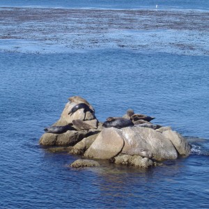 Monterey Harbor Seals