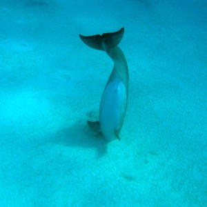 Dolphin hunting razorfish