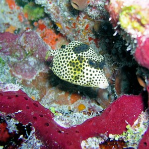 Spotted Trunkfish - sub adult