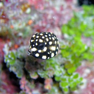 Juvenile spotted trunkfish