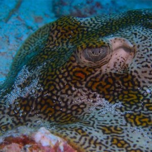 Pretty patterned ray
