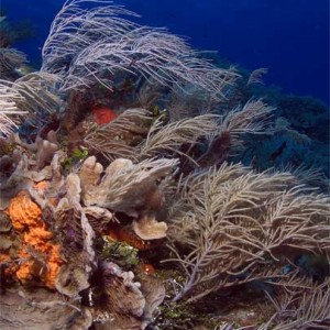 Swaying corals - Chun Chacaab